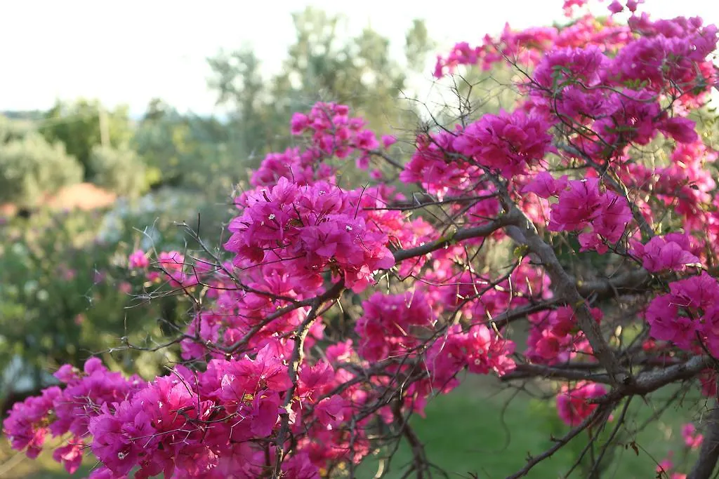 Dendrolivano Minia Grecja